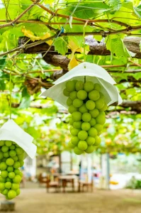 秋を先取り🍇<br>シャインマスカット40分食べ放題＆信玄餅詰め放題