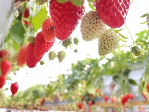 南信州いちご狩り　ドーナッツ詰め放題<br>くらすわの森でのお買い物