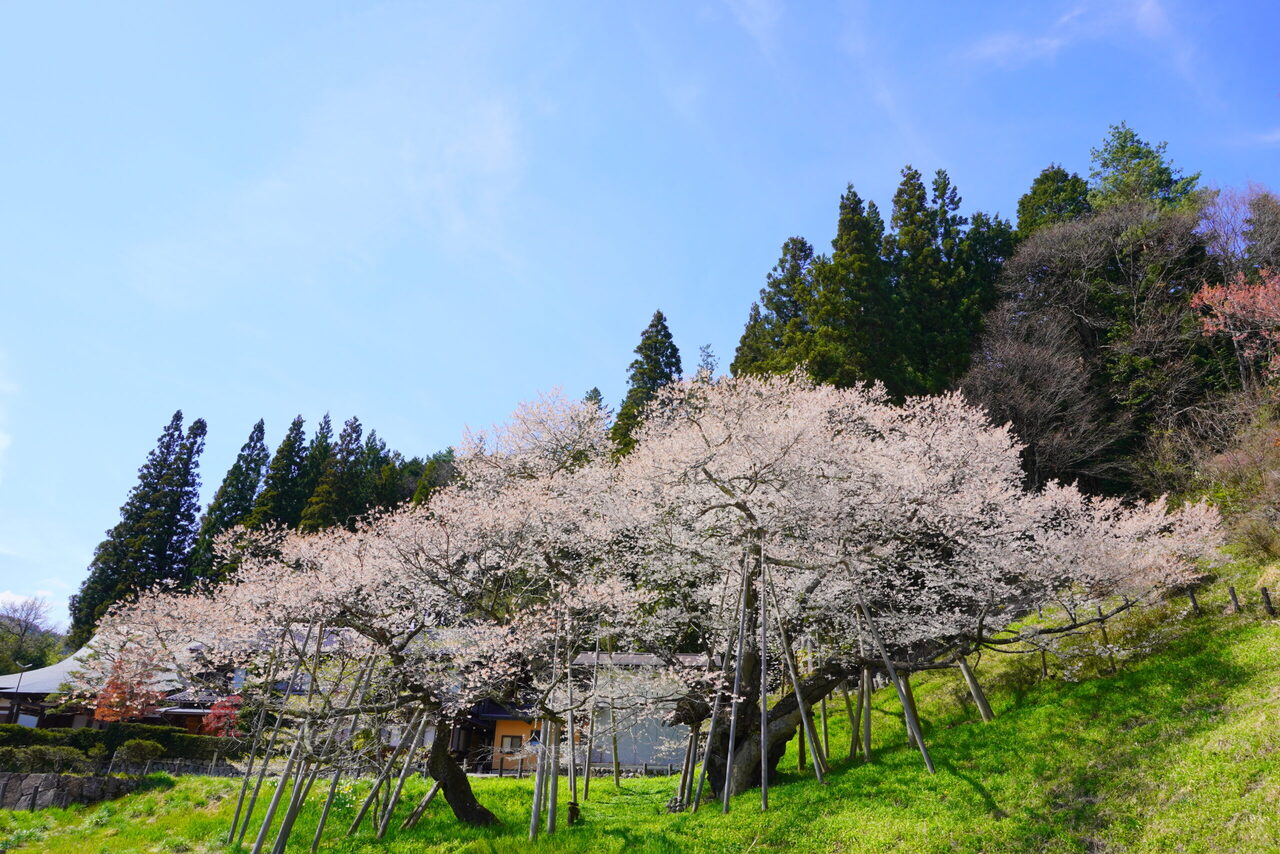 昔懐かしい「ボンネットバス」で行く飛騨の桜めぐり　臥龍桜と飛騨の里
