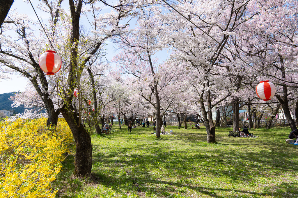 昔懐かしい「ボンネットバス」で行く飛騨の桜めぐり　桜野公園と飛騨古川