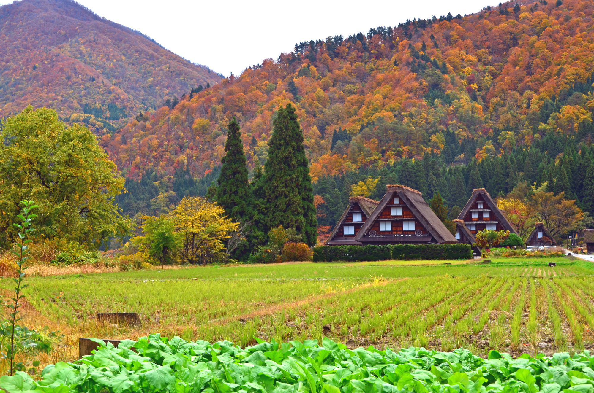 【World Heritage】Shirakawago and Ainokura Bus Tour