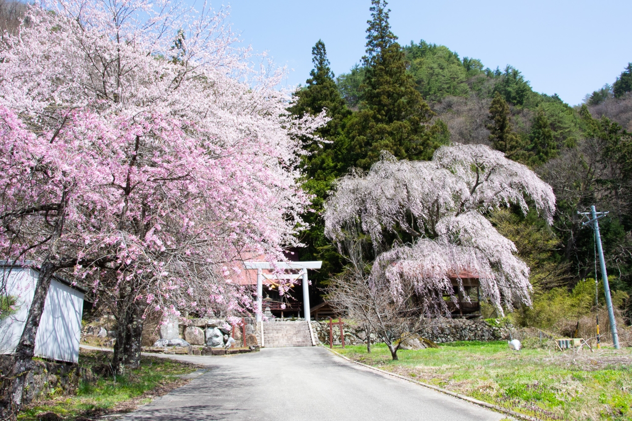 Hida Asahi Cherry Blossom Walking Tour 【From Takayama】（Cherry blossom status: Full bloom）